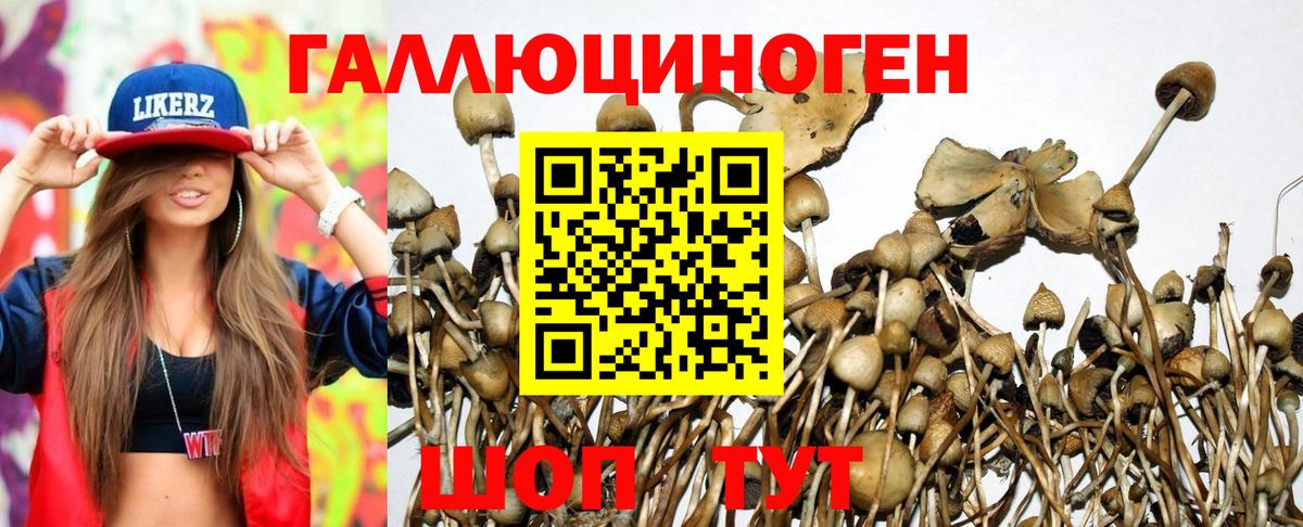 Псилоцибиновые грибы GOLDEN TEACHER Краснодар